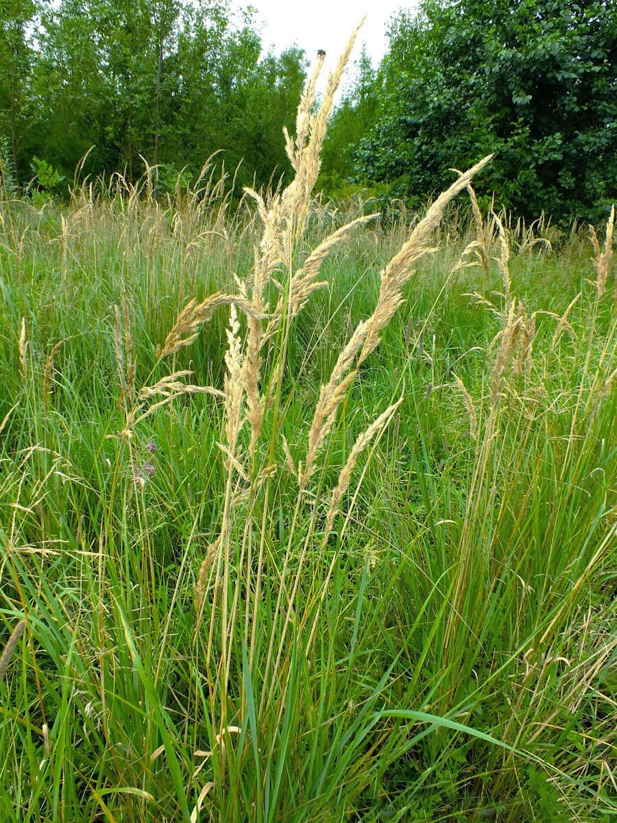 Třtina křovištní 12