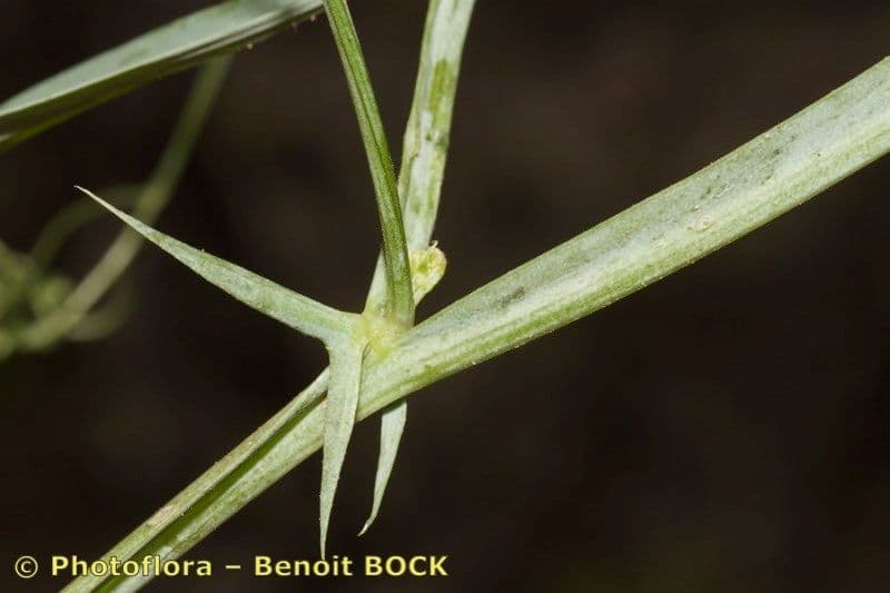 Cicerchia 18