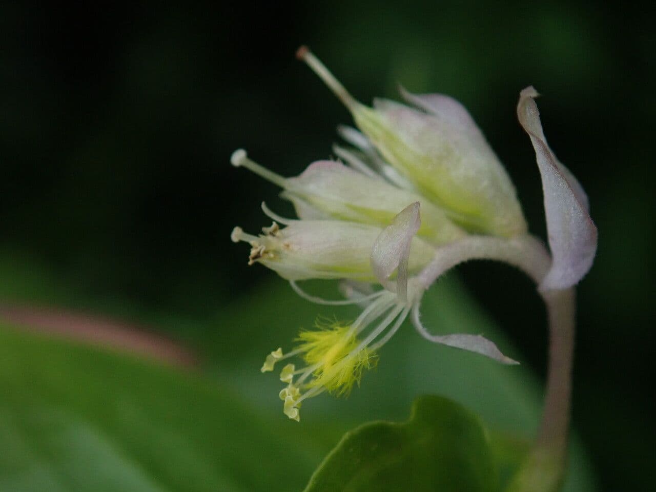 Streptolirion volubile 3