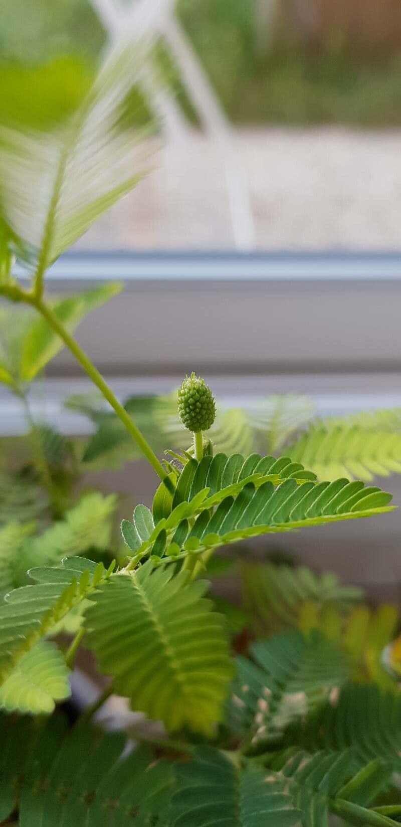 Mimosa pudica 30