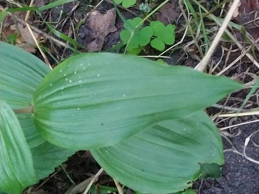 Epipactis leptochila 12