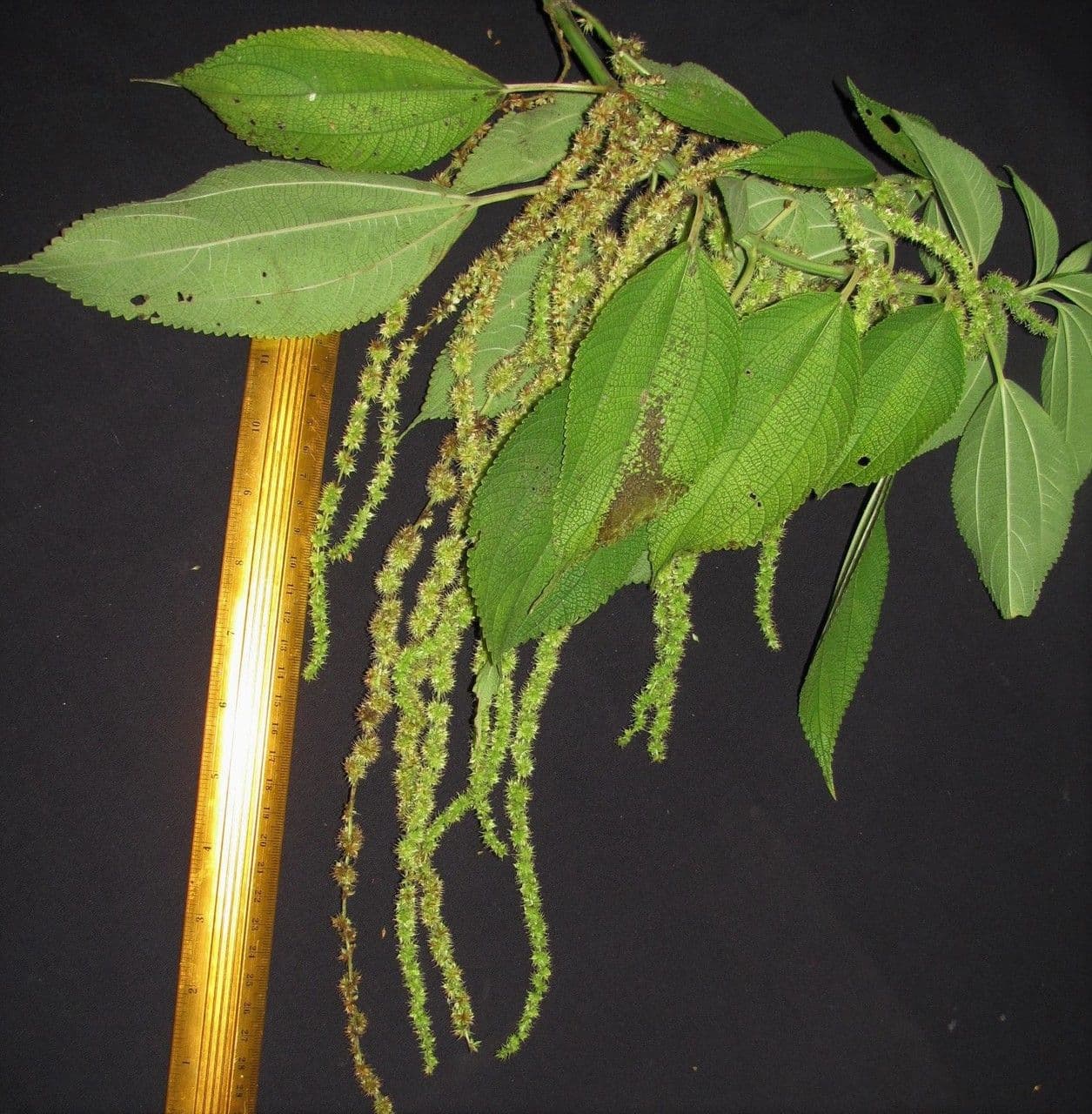 Boehmeria 10