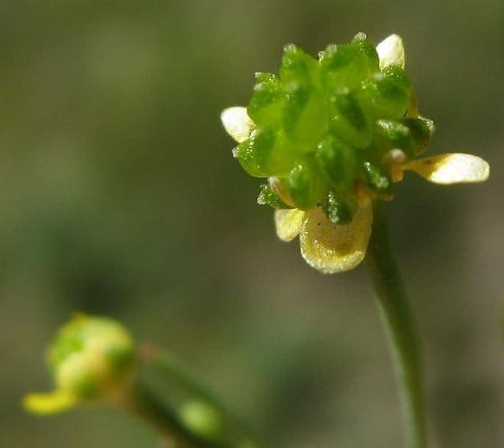 Ranuncolo minore