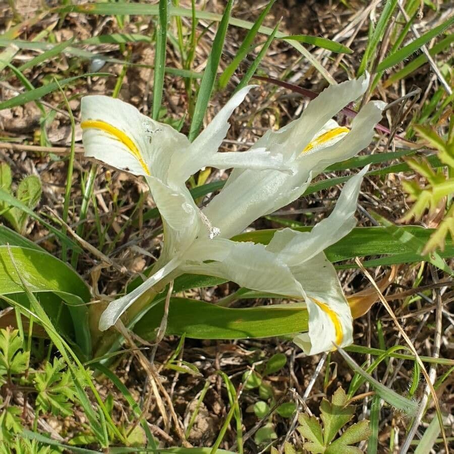 Iris 5