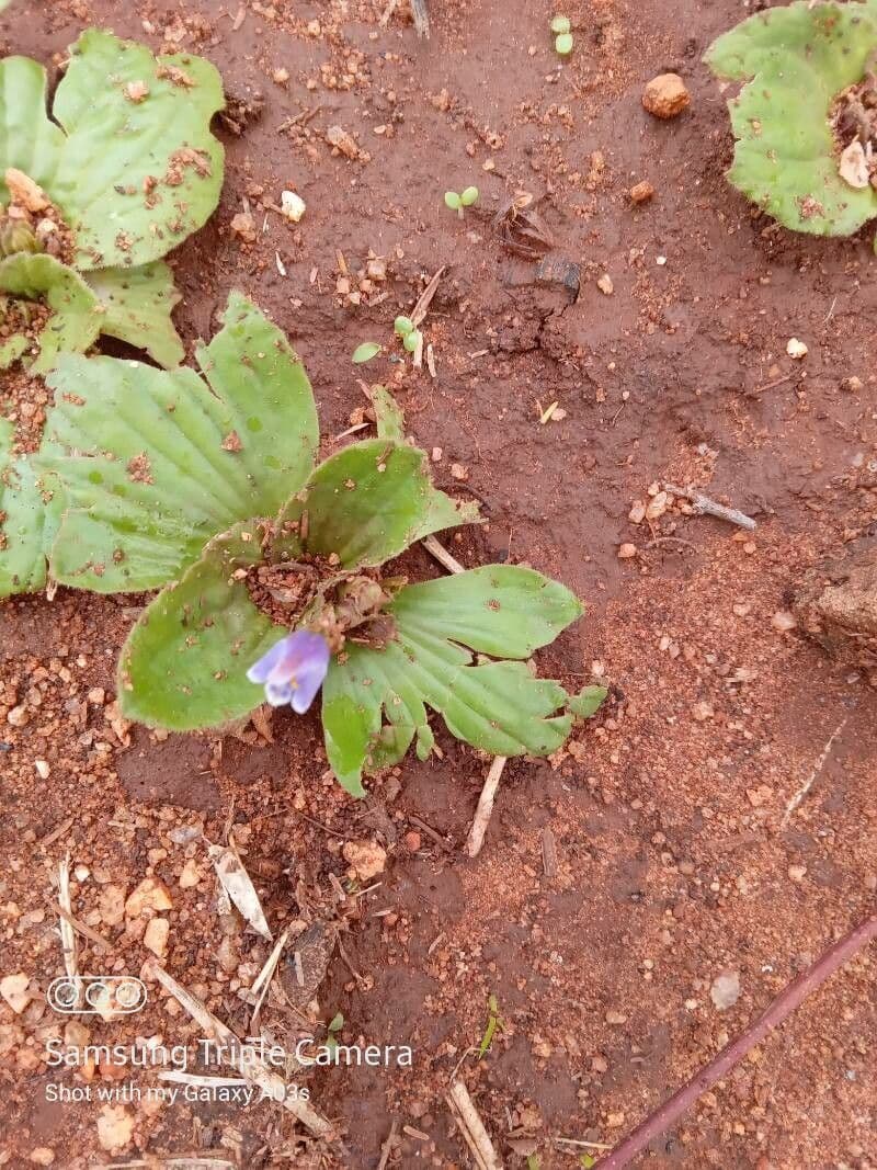 Craterostigma 5