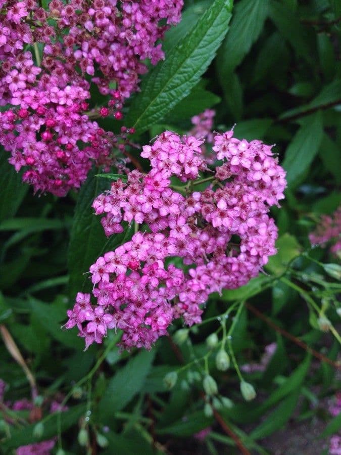 Spirea del Giappone 10