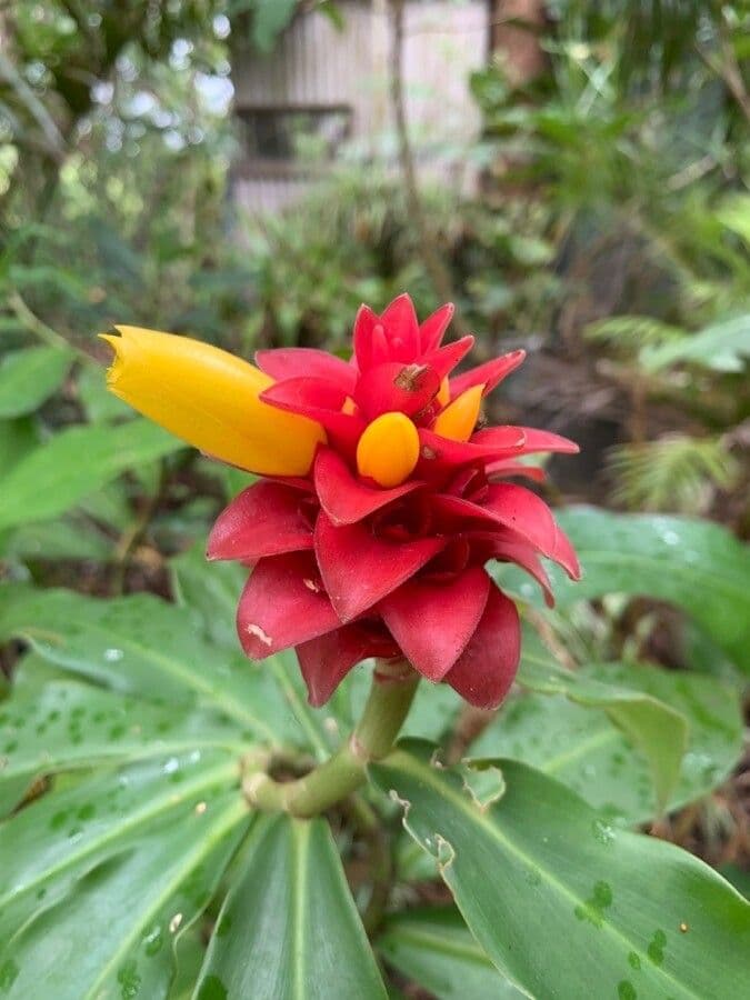 Red tower ginger 5