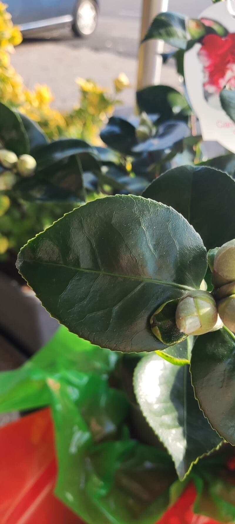 Camelia sasanqua 29