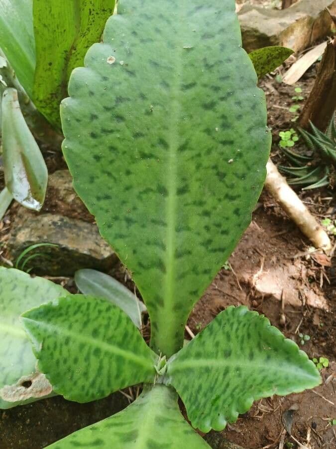 Kalanchoe 5
