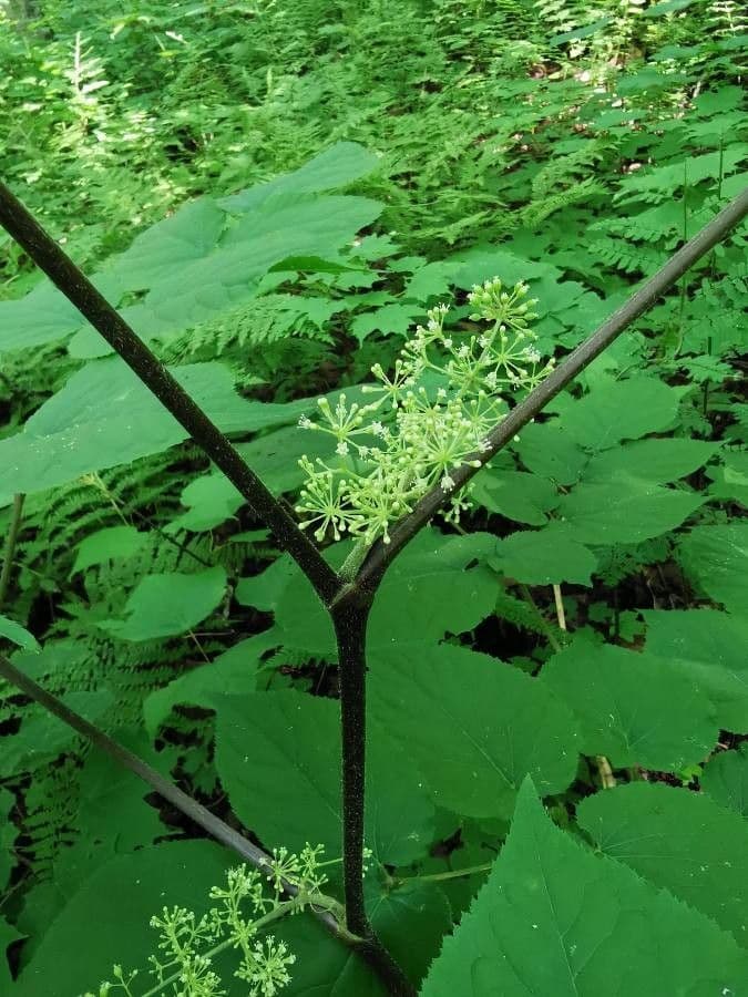 Araria racemosa 21