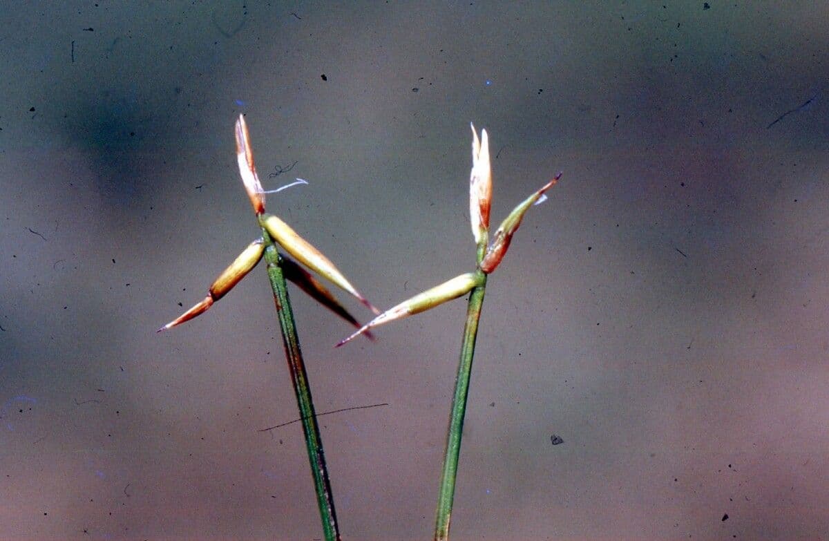 Carice pauciflora 8