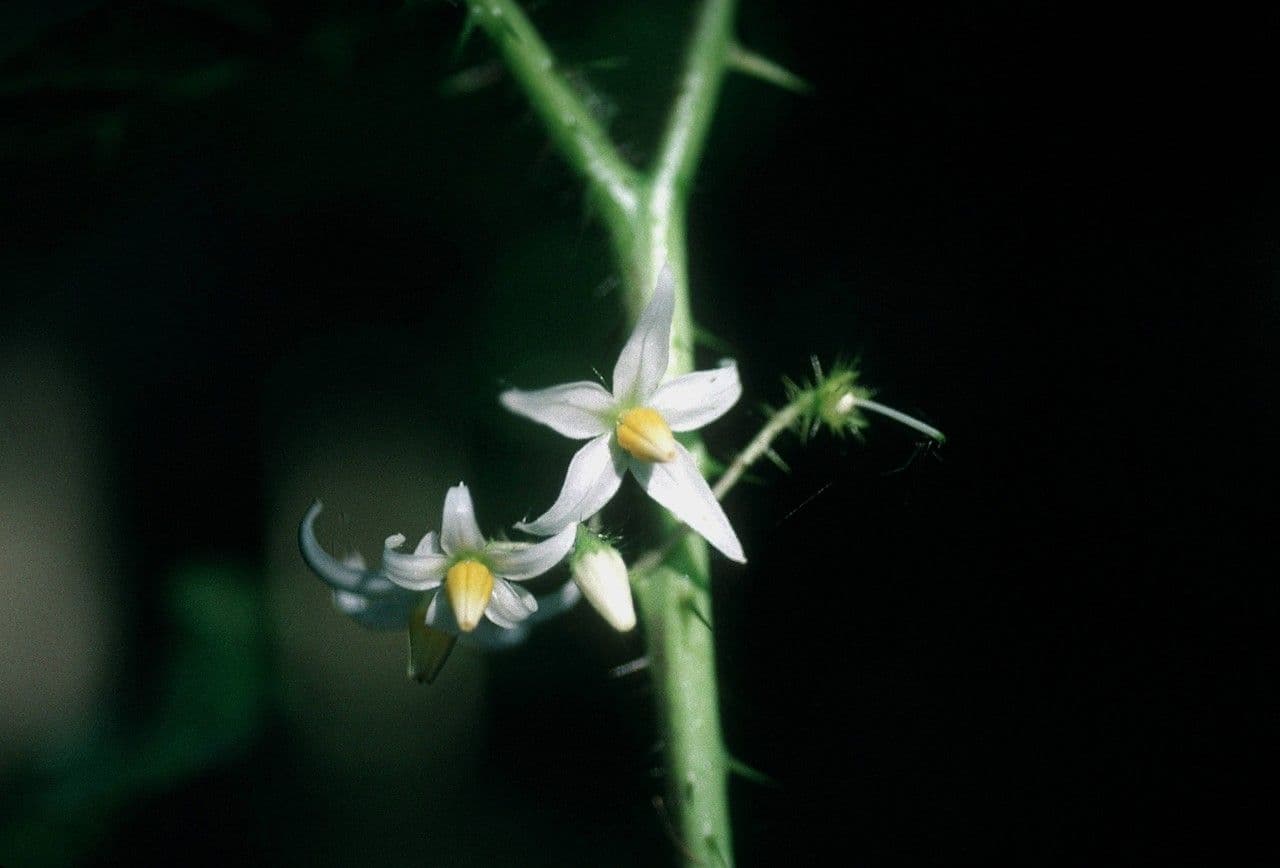 Solanum capsicoides 7