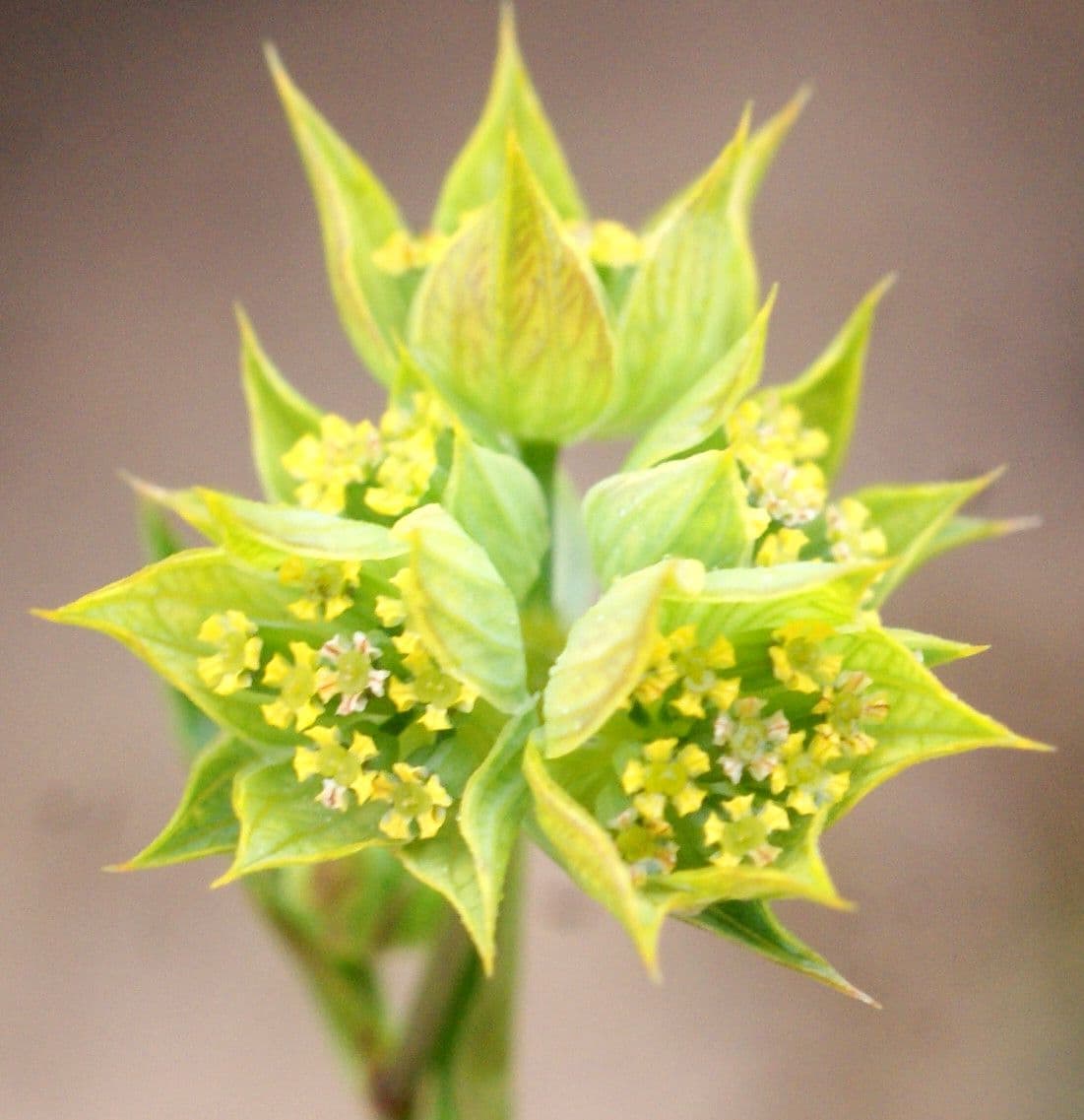 Bupleurum di Balden 7