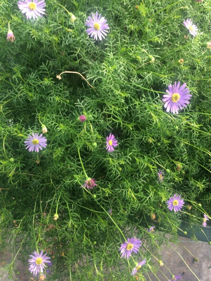 Brachyscome 13