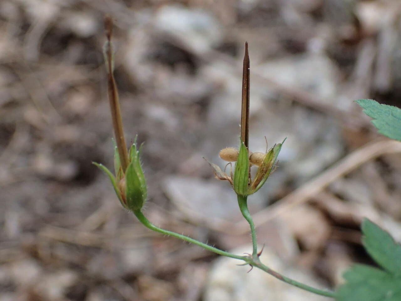 Bocianik 4
