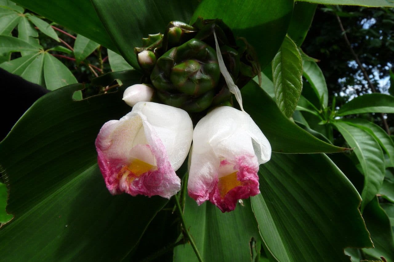Costus africano 3