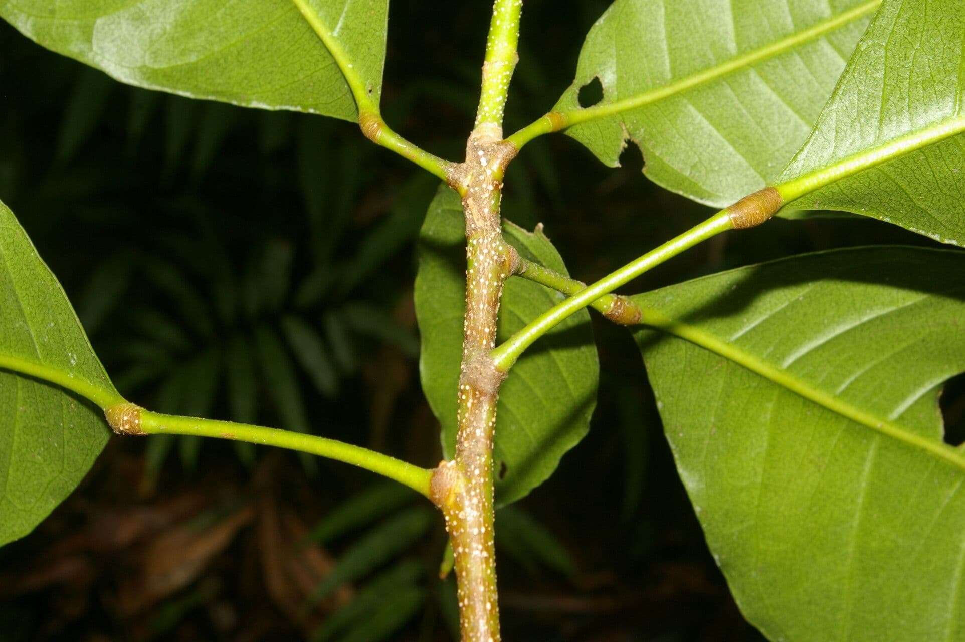 Conchocarpus 19