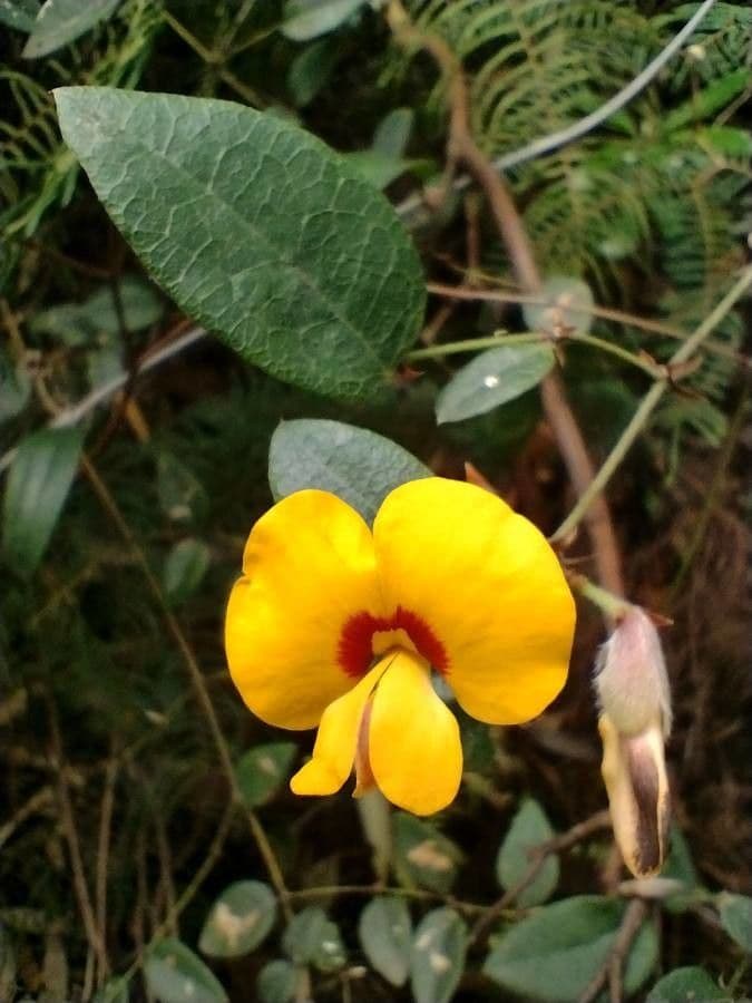 Platylobium formosum 4