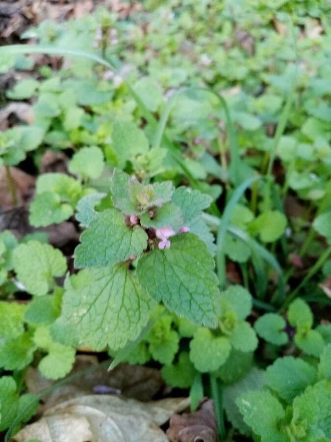 Falsa ortiga 16