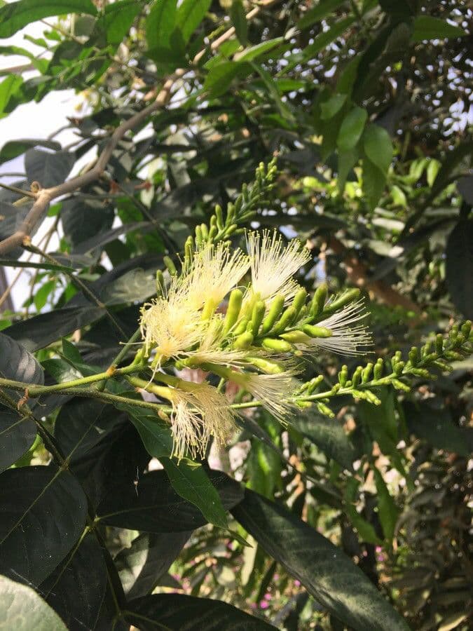 Alokazuarina torulosa 3
