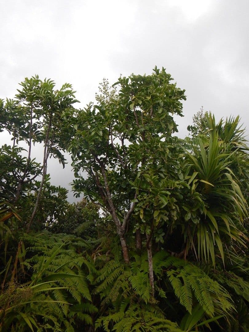Myodocarpus 6