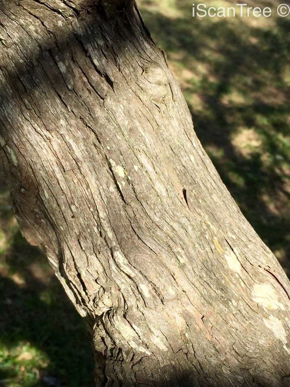 Pavetta 18