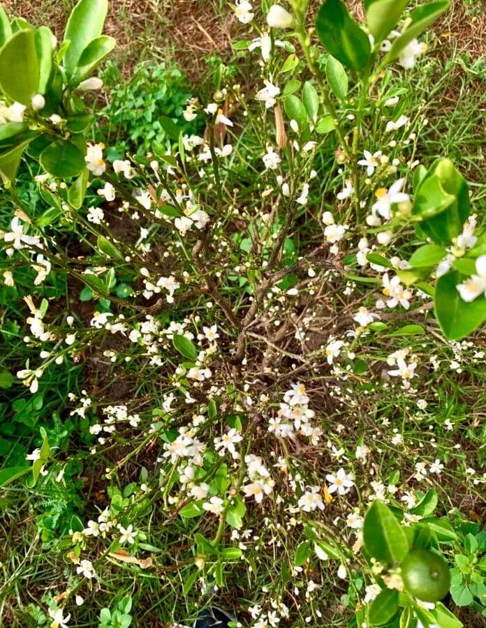 Kummerquats 9