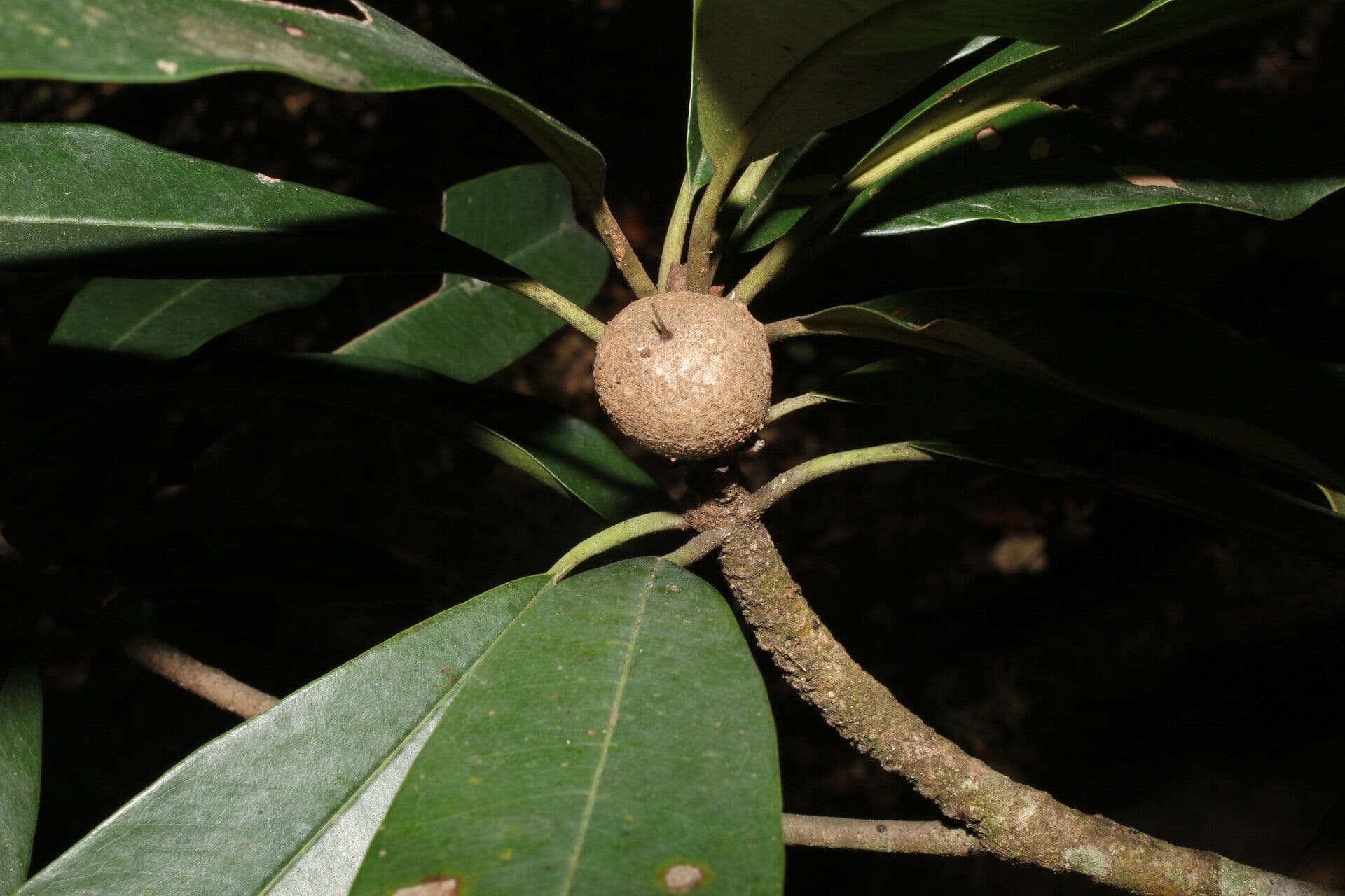 Chicle-Baum