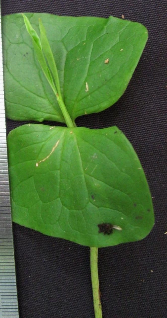 Vochysia guatemalensis 20