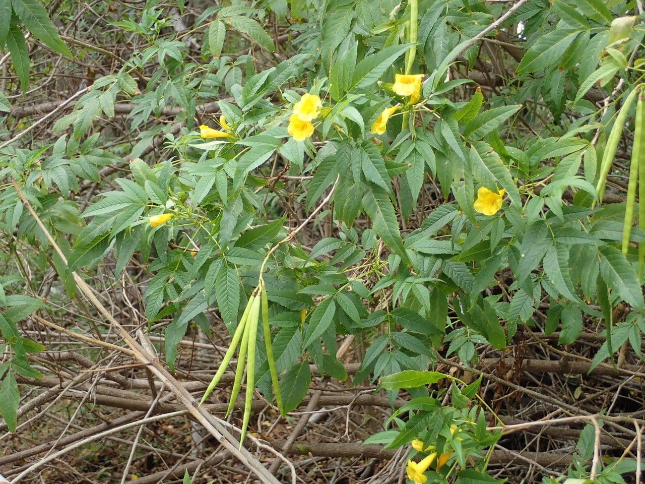 Trompette d'or 28