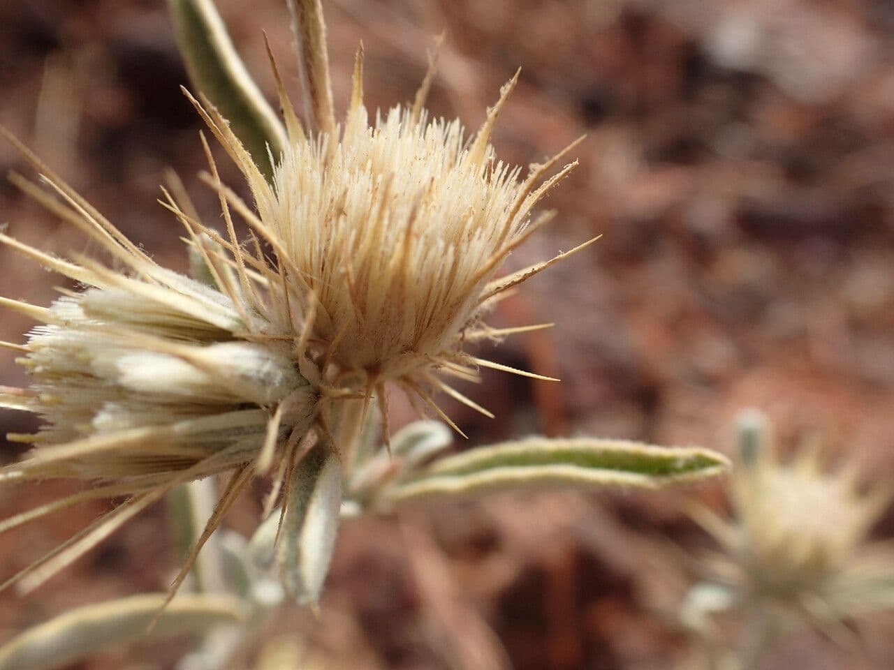 Dicoma