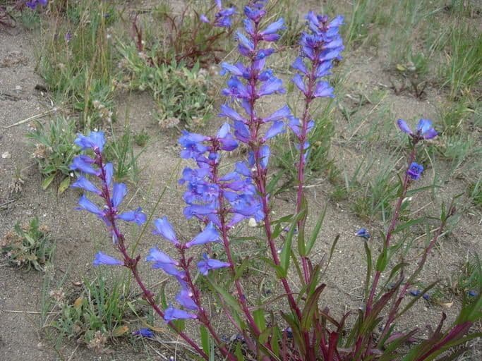 Penstemon