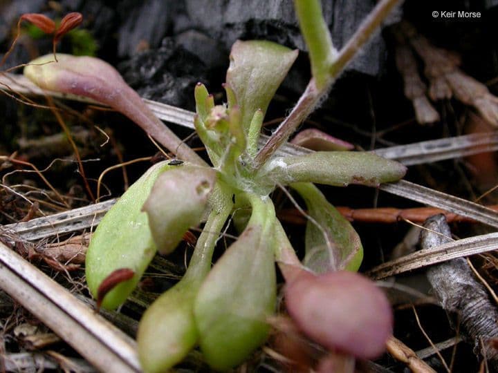 Crocidium multicaule 11