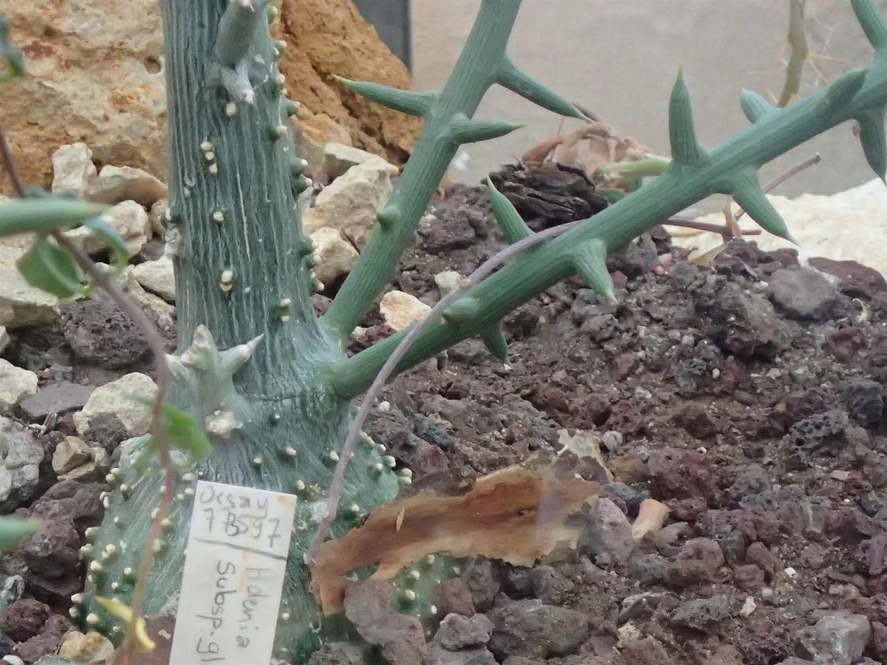 Adenia 5
