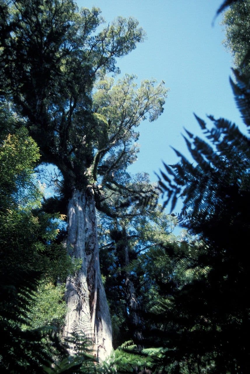 Metrosideros robusta 2