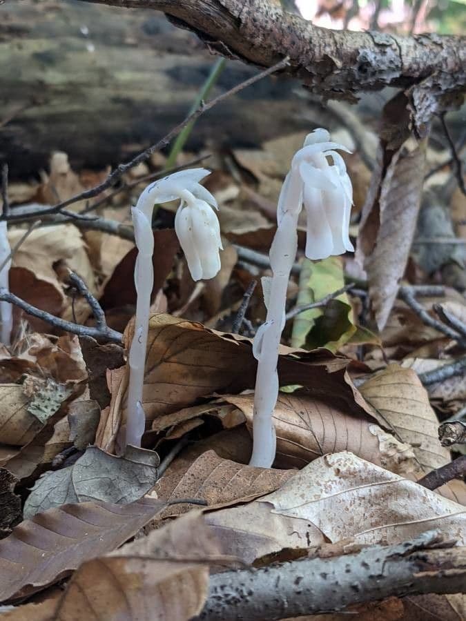 Ipopitide uniflora 7