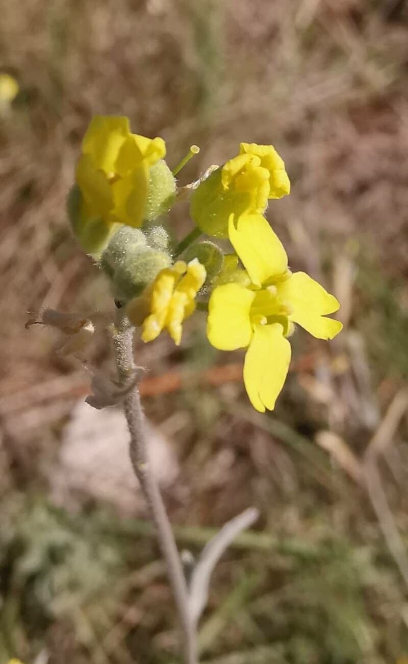 Aurinia 6