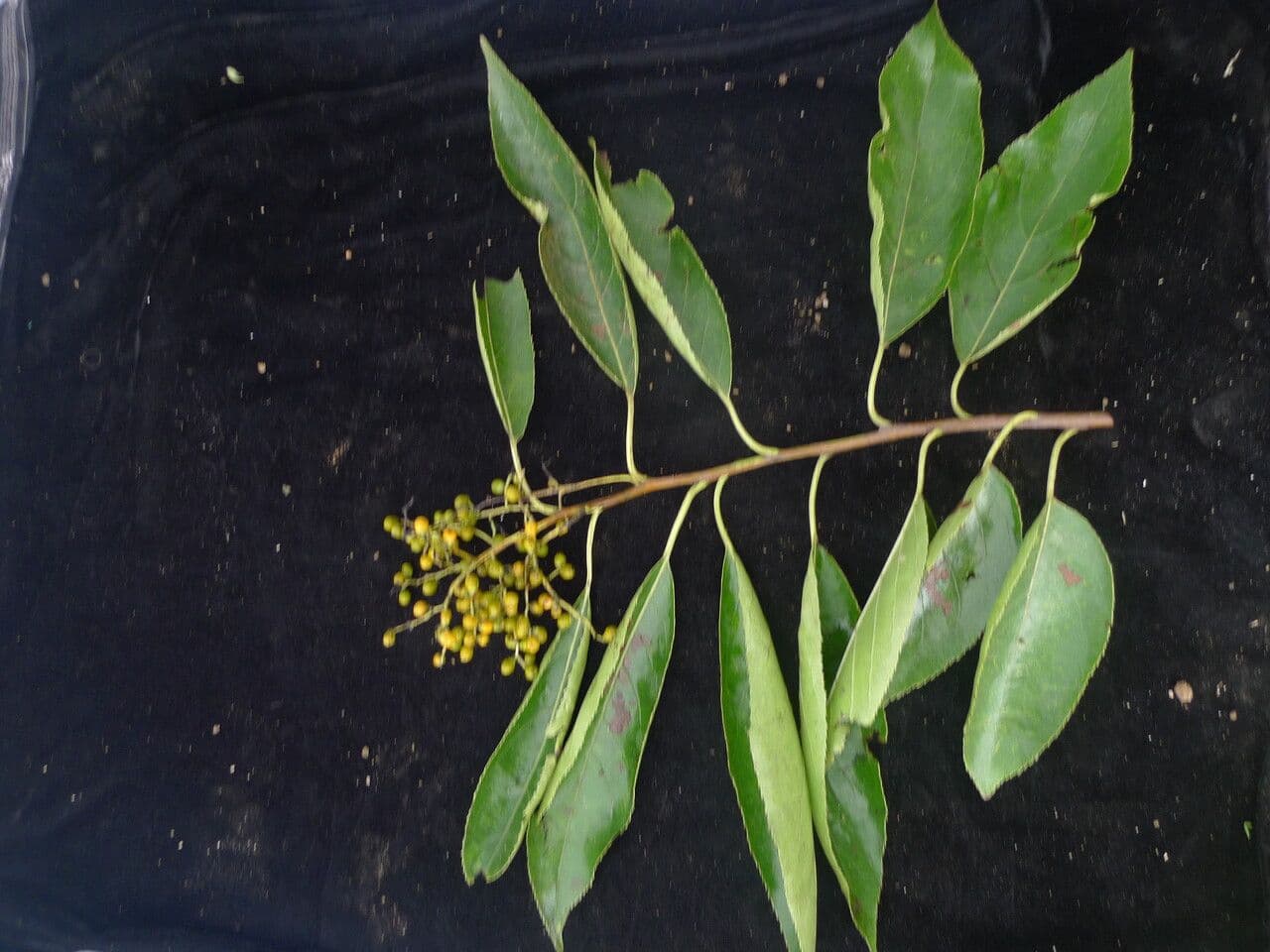 Ehretia acuminata 11