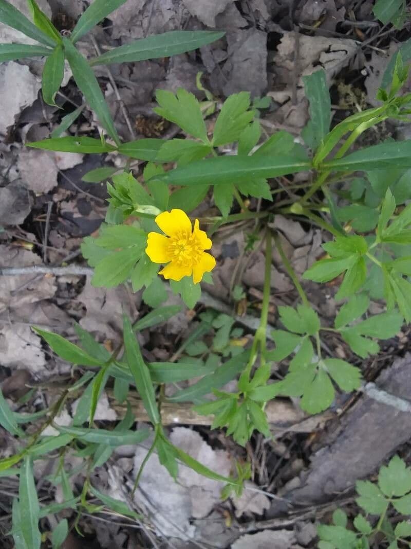 Ranunculus hispidus 4