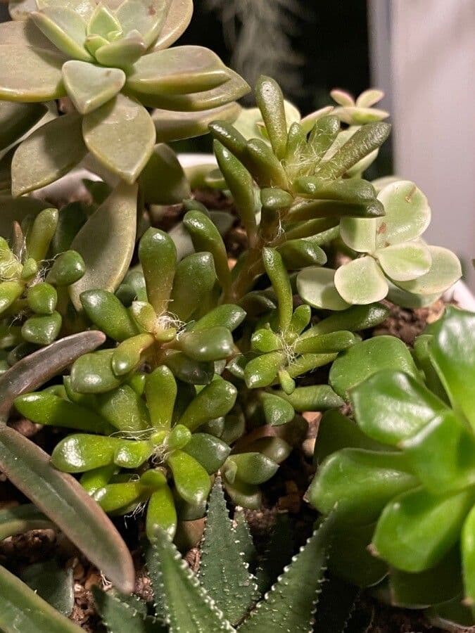 Anacampseros 8