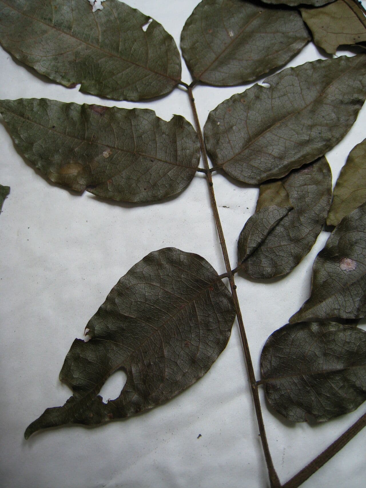 Stryphnodendron polistachico 4