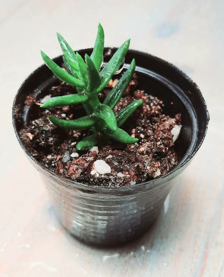 Crassula tetragona 9