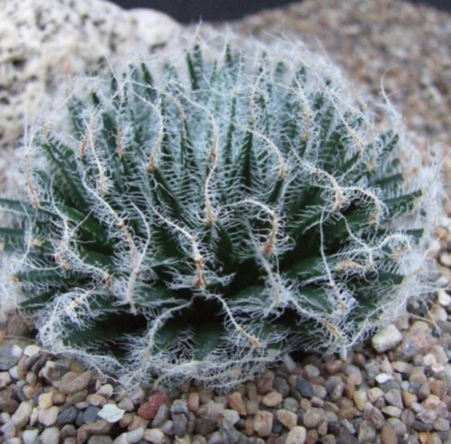 Haworthia 4