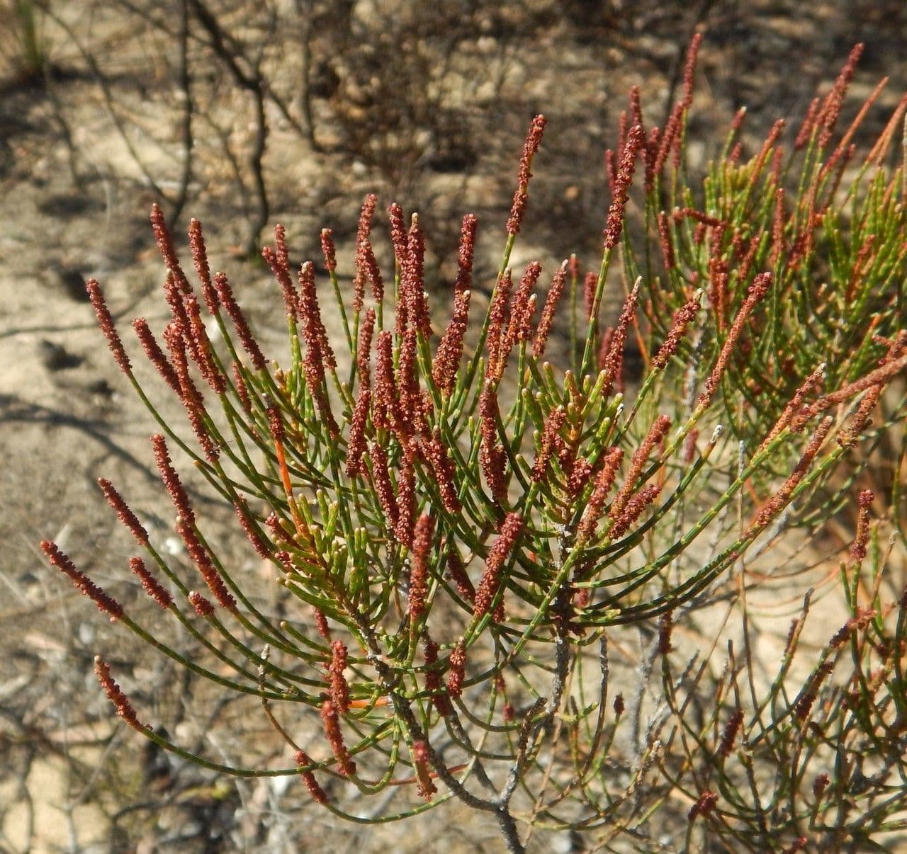 Allocasuarina di Mueller 7