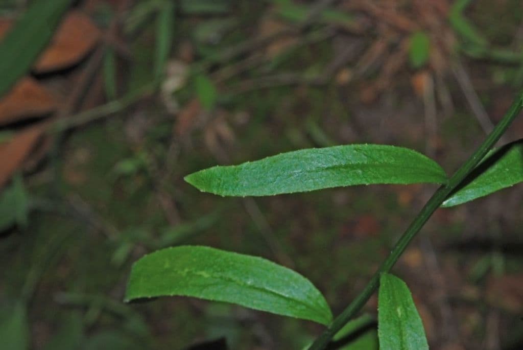 Lobelia spicata 15