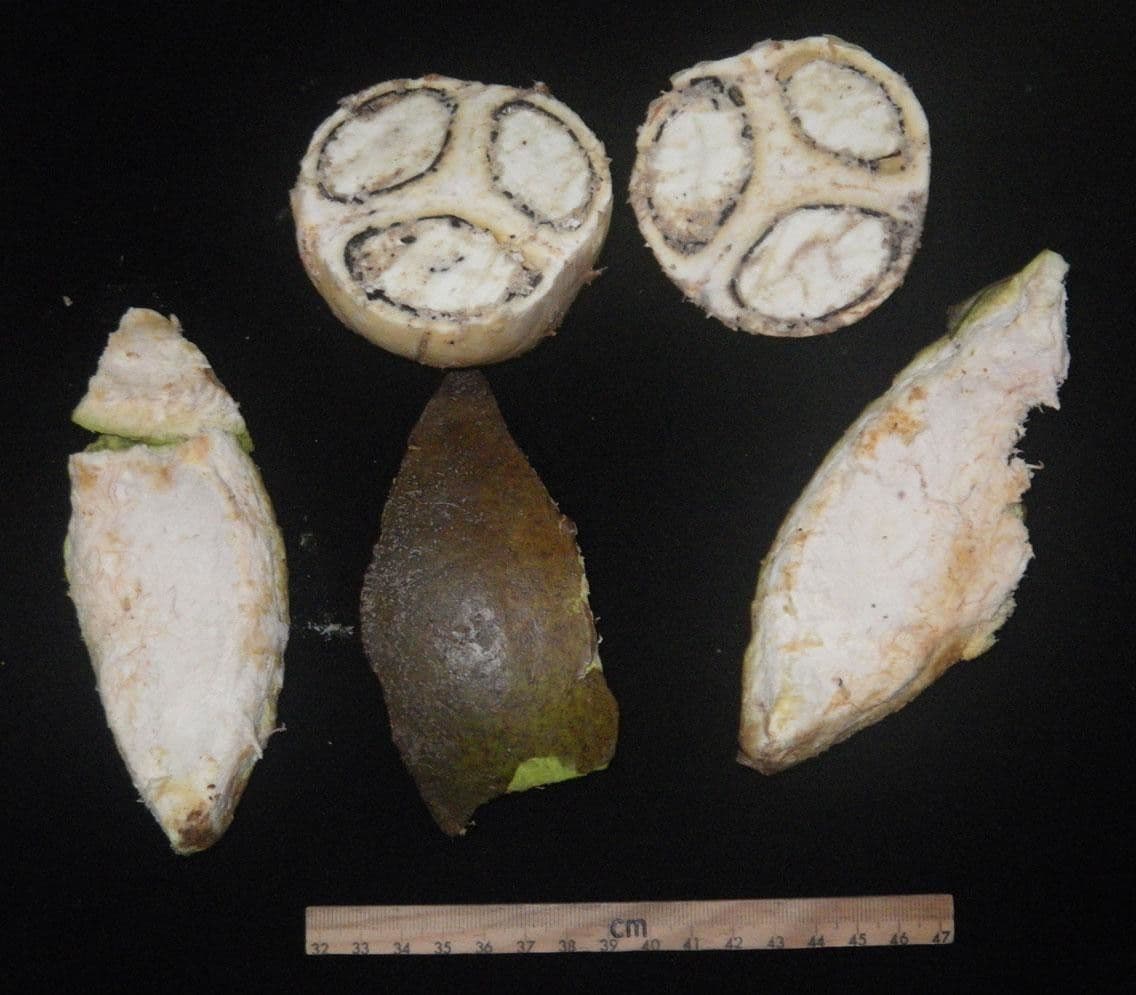 Omphalea 14