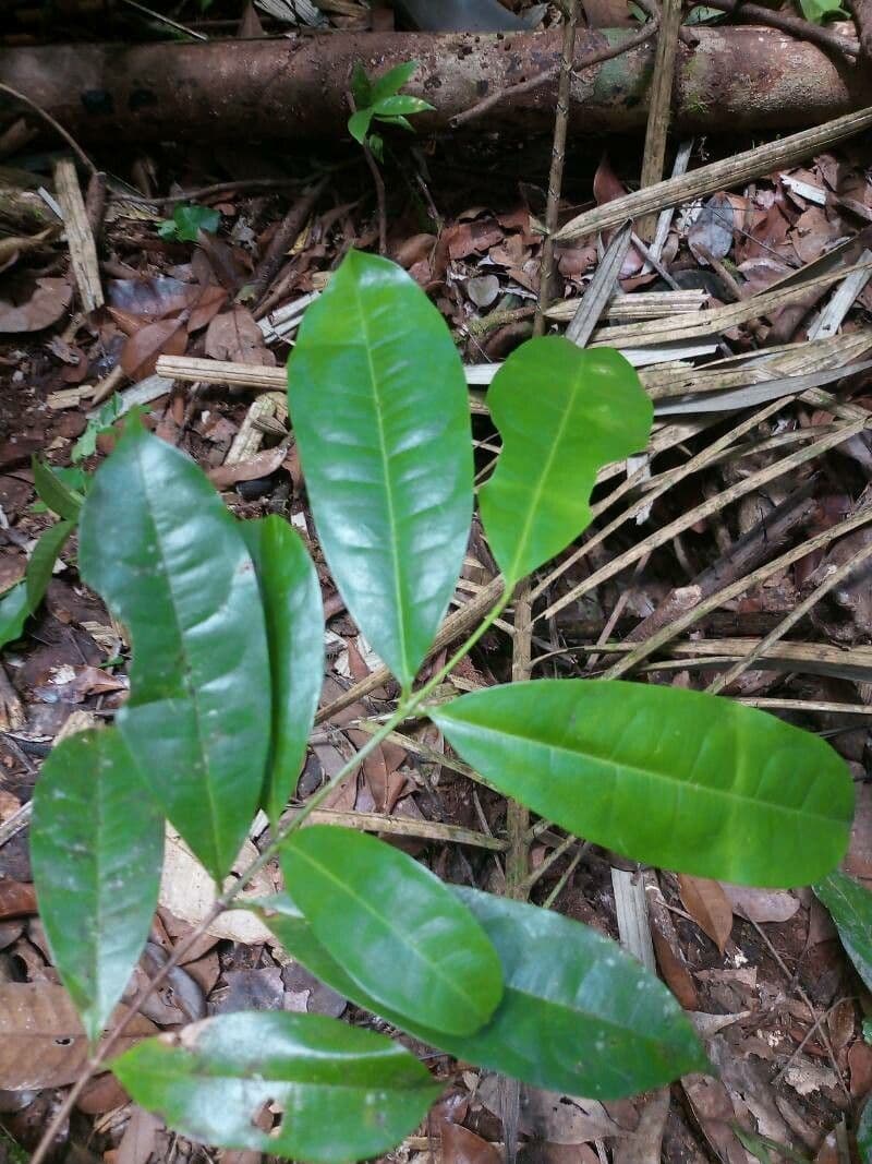 Vochysia 4