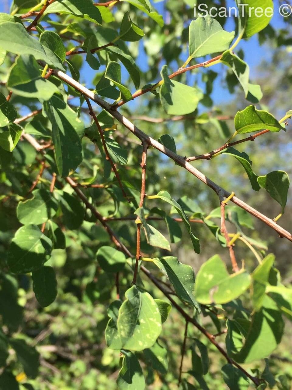 Flueggea 4