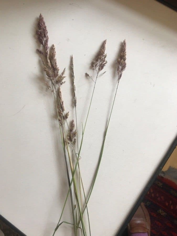 Calamagrostis 16