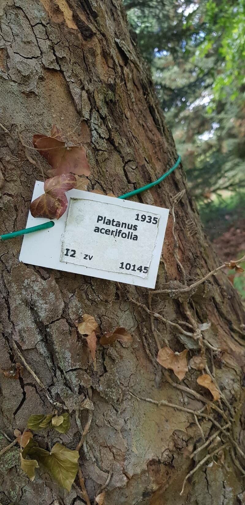 Platano comune 22